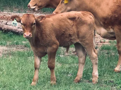 cattle listing photo