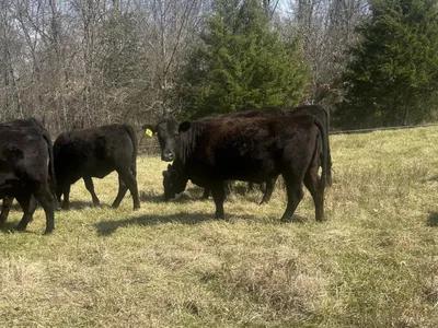 cattle listing photo