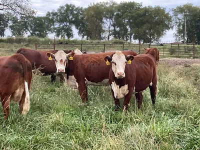 cattle listing photo