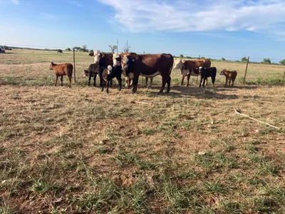 cattle listing photo