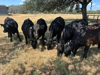cattle listing photo