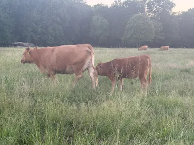 cattle listing photo