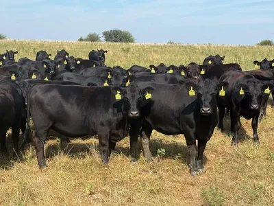 cattle listing photo