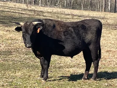 cattle listing photo