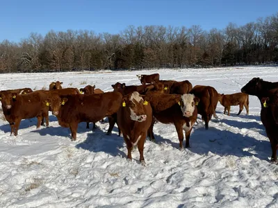 cattle listing photo