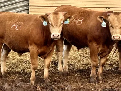 cattle listing photo