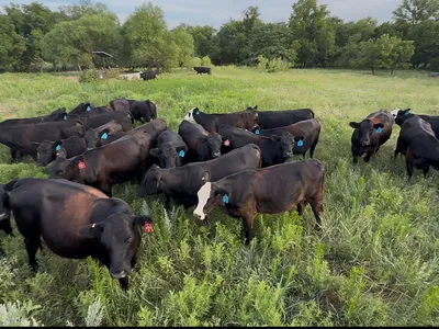 cattle listing photo