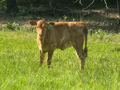 cattle listing photo