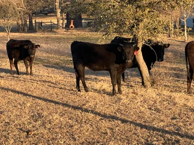 cattle listing photo