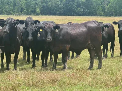 cattle listing photo