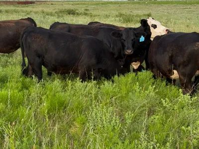 cattle listing photo
