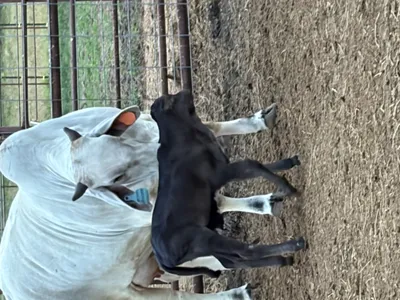 cattle listing photo