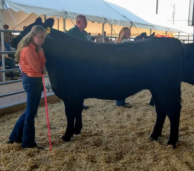 cattle listing photo