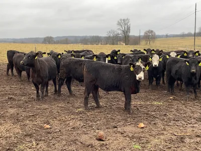 cattle listing photo