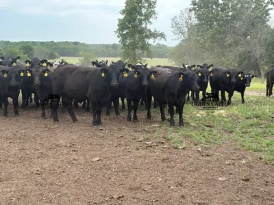 cattle listing photo