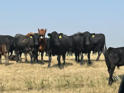 cattle listing photo