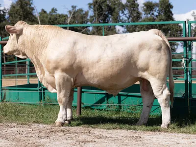 cattle listing photo