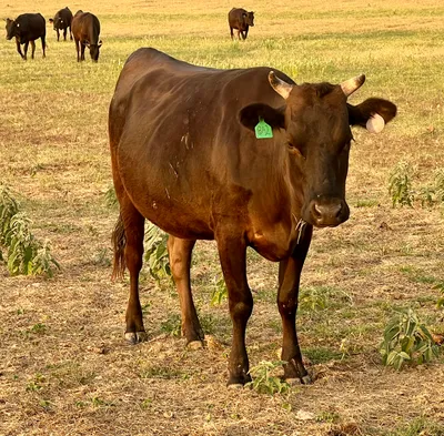 cattle listing photo