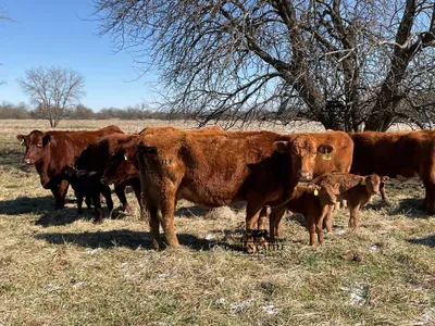 cattle listing photo