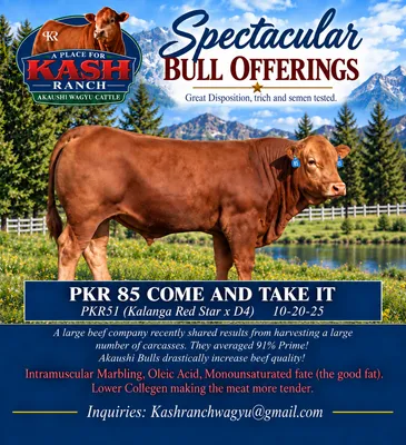 cattle listing photo