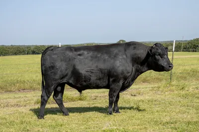 cattle listing photo
