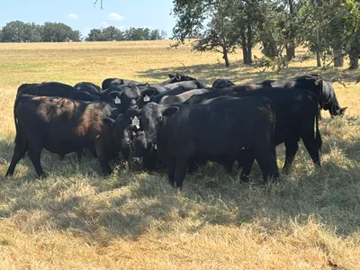 cattle listing photo