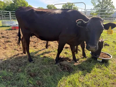 cattle listing photo