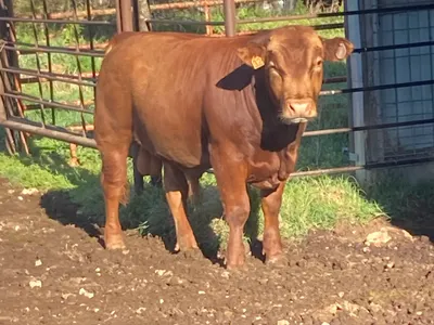 cattle listing photo