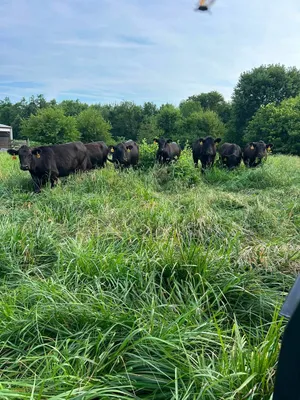 cattle listing photo