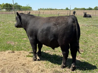 cattle listing photo