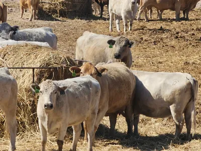 cattle listing photo