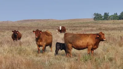 cattle listing photo