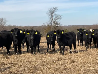 cattle listing photo