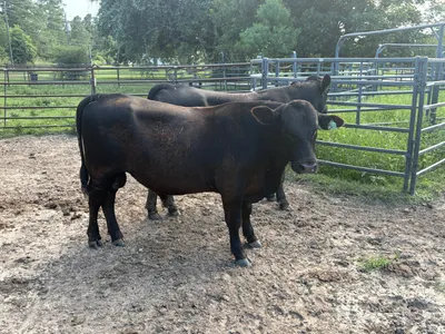 cattle listing photo