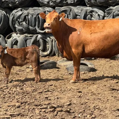 cattle listing photo