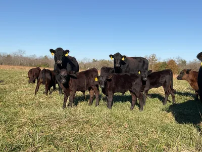 cattle listing photo