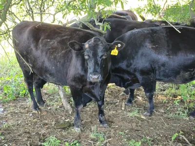 cattle listing photo