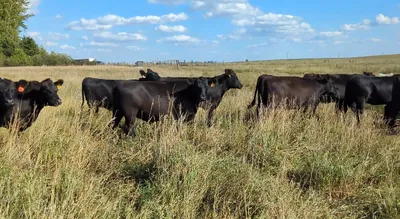 cattle listing photo