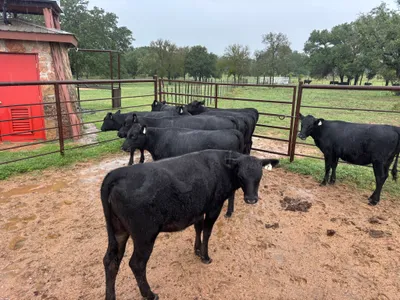 cattle listing photo