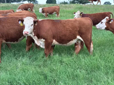 cattle listing photo