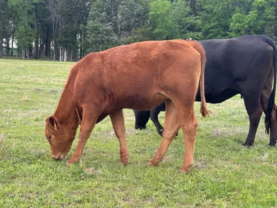 cattle listing photo