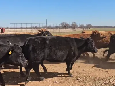 cattle listing photo