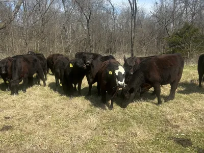 cattle listing photo