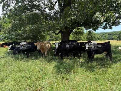 cattle listing photo