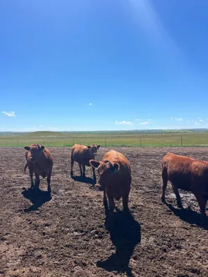 cattle listing photo