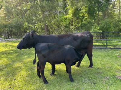 cattle listing photo