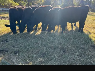 cattle listing photo