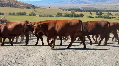 cattle listing photo