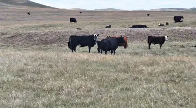 cattle listing photo
