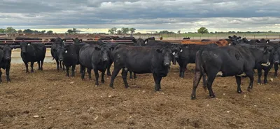 cattle listing photo